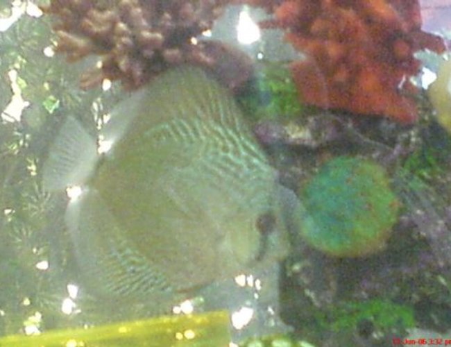 freshwater fish - symphysodon aequifasciata sp. - discus stocking in 100 gallons tank - My Discus freshwater fish - symphysodon aequifasciata sp. - discus stocking in 100 gallons tank - My Discus