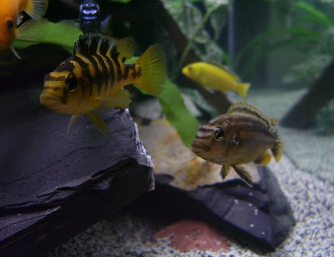 freshwater fish - melanochromis auratus - auratus cichlid stocking in 30 gallons tank - MY FISHES!! freshwater fish - melanochromis auratus - auratus cichlid stocking in 30 gallons tank - MY FISHES!!