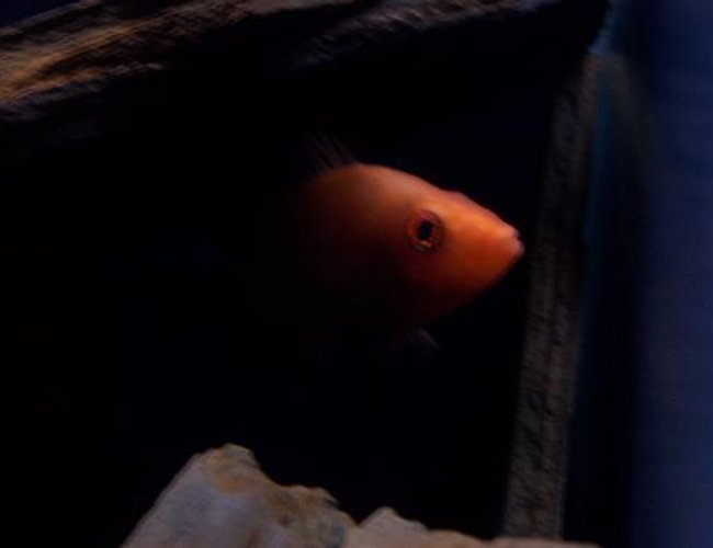 freshwater fish - amphilophus citrinellus - midas cichlid stocking in 55 gallons tank - My buddy's midas chiclid freshwater fish - amphilophus citrinellus - midas cichlid stocking in 55 gallons tank - My buddy's midas chiclid