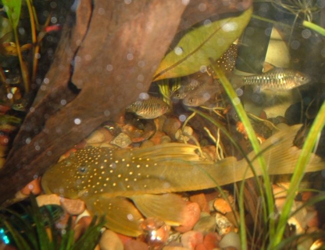 freshwater fish - baryancistrus demantoides - green phantom pleco (l-200) stocking in 200 gallons tank - This is my favorite type of pleco freshwater fish - baryancistrus demantoides - green phantom pleco (l-200) stocking in 200 gallons tank - This is my favorite type of pleco