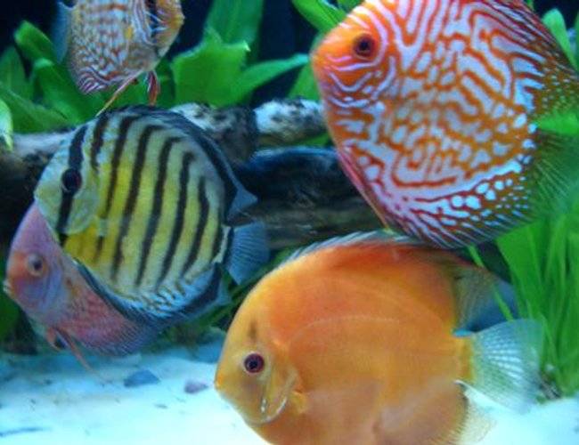freshwater fish - symphysodon aequifasciata sp. - discus stocking in 55 gallons tank - Assorted Discus freshwater fish - symphysodon aequifasciata sp. - discus stocking in 55 gallons tank - Assorted Discus