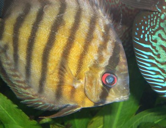 freshwater fish - symphysodon aequifaciatus axelrodi - brown discus stocking in 55 gallons tank - Wild Brown Discus freshwater fish - symphysodon aequifaciatus axelrodi - brown discus stocking in 55 gallons tank - Wild Brown Discus