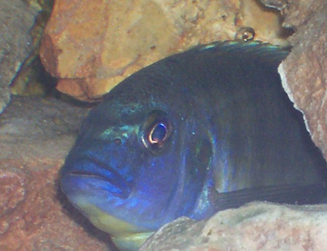 freshwater fish - nimbochromis venustus - venustus cichlid stocking in 30 gallons tank - African Cichlid tank freshwater fish - nimbochromis venustus - venustus cichlid stocking in 30 gallons tank - African Cichlid tank