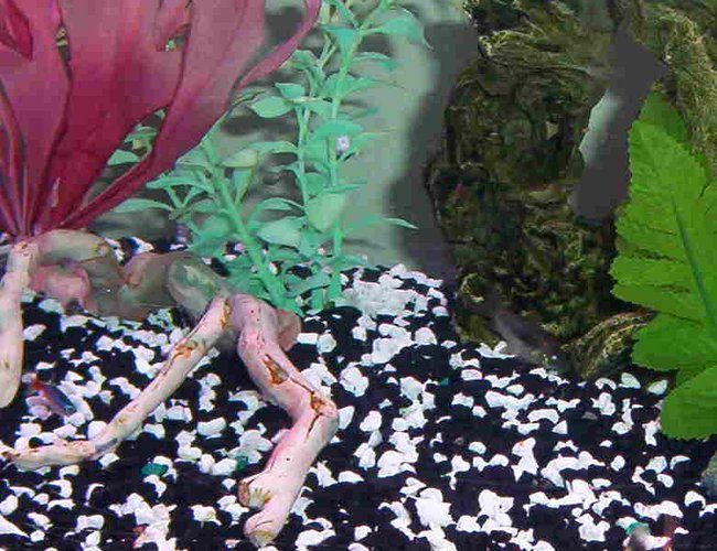 freshwater fish - botia macracantha - clown loach stocking in 46 gallons tank - my 2 clown loaches freshwater fish - botia macracantha - clown loach stocking in 46 gallons tank - my 2 clown loaches
