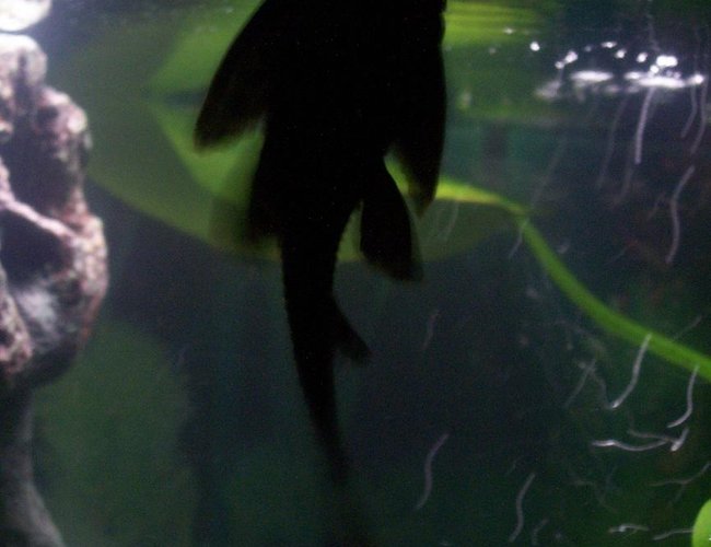freshwater fish - glyptoperichthys gibbiceps - sailfin pleco (l-83) stocking in 30 gallons tank - this is my pleco. freshwater fish - glyptoperichthys gibbiceps - sailfin pleco (l-83) stocking in 30 gallons tank - this is my pleco.