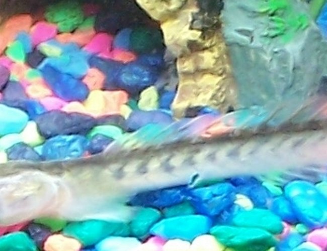 freshwater fish - gobioides broussonnetii - prehistoric dragon goby stocking in 10 gallons tank - My Violet Goby freshwater fish - gobioides broussonnetii - prehistoric dragon goby stocking in 10 gallons tank - My Violet Goby