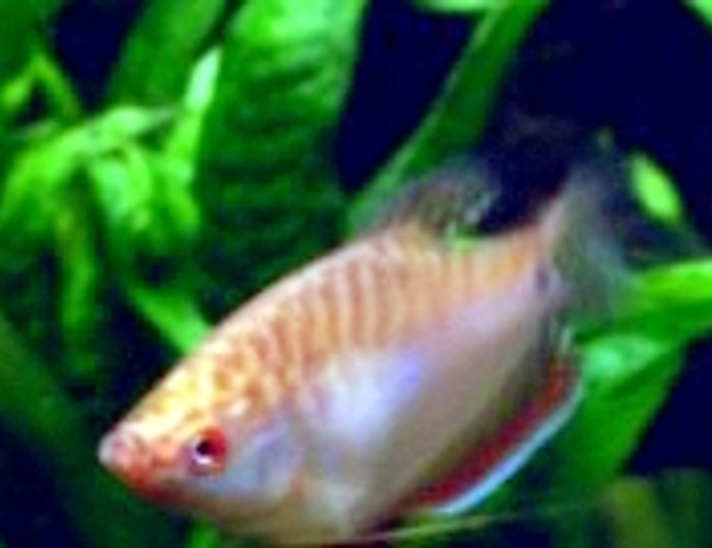 freshwater fish - sphaerichthys osphromenoides - chocolate gourami stocking in 85 gallons tank - How still can a fish get? freshwater fish - sphaerichthys osphromenoides - chocolate gourami stocking in 85 gallons tank - How still can a fish get?