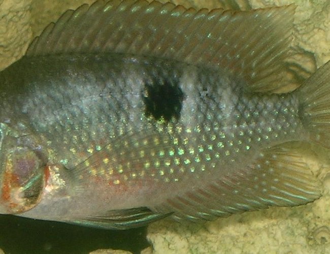 freshwater fish - thorichthys meeki - firemouth cichlid stocking in 55 gallons tank - My Infant Firemouth Cichlid freshwater fish - thorichthys meeki - firemouth cichlid stocking in 55 gallons tank - My Infant Firemouth Cichlid