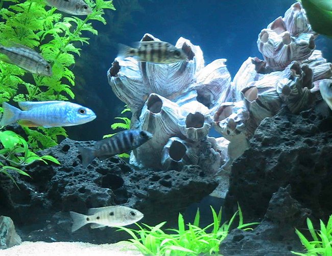 freshwater fish - aulonocara stuartgranti - peacock cichlid stocking in 55 gallons tank - Peacock Cichlids freshwater fish - aulonocara stuartgranti - peacock cichlid stocking in 55 gallons tank - Peacock Cichlids