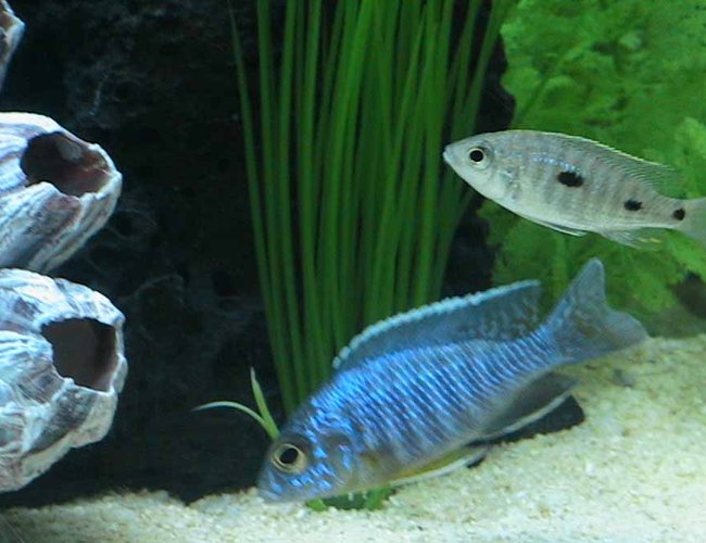 freshwater fish - aulonocara stuartgranti - peacock cichlid stocking in 55 gallons tank - Baby Peacock Cichlids freshwater fish - aulonocara stuartgranti - peacock cichlid stocking in 55 gallons tank - Baby Peacock Cichlids