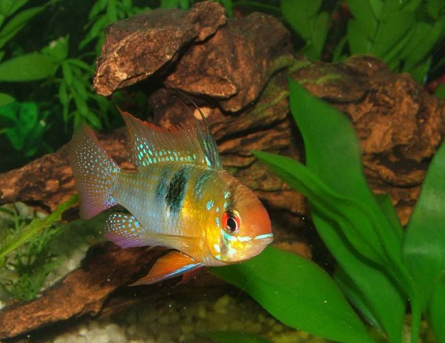freshwater fish - papiliochromis ramirezi - german blue ram stocking in 46 gallons tank - German Blue Ram freshwater fish - papiliochromis ramirezi - german blue ram stocking in 46 gallons tank - German Blue Ram