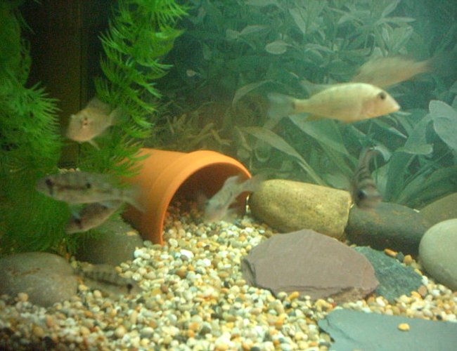 freshwater fish - geophagus steindachneri - red humped eartheater stocking in 66 gallons tank - geophagus steindachneri, juriparis and argyrostrickta, and suriamensis freshwater fish - geophagus steindachneri - red humped eartheater stocking in 66 gallons tank - geophagus steindachneri, juriparis and argyrostrickta, and suriamensis