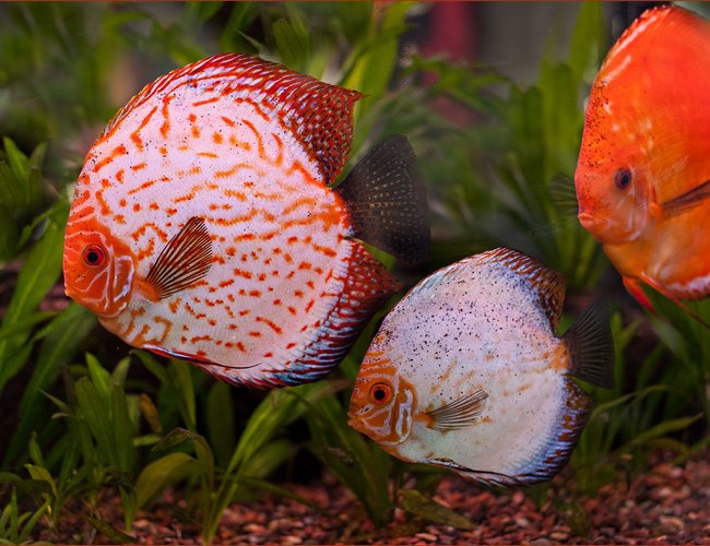 freshwater fish - symphysodon sp. - white discus stocking in 180 gallons tank - This breeding pair of Discus lay eggs in the 180 gallon community tank and nurse them to freee swimming about every 2 weeks. freshwater fish - symphysodon sp. - white discus stocking in 180 gallons tank - This breeding pair of Discus lay eggs in the 180 gallon community tank and nurse them to freee swimming about every 2 weeks.
