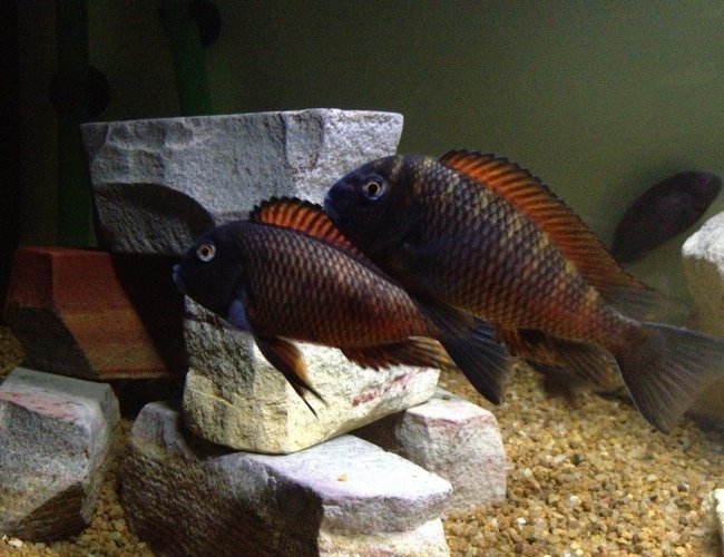 freshwater fish - tropheus moliro - moliro stocking in 75 gallons tank - Moliro freshwater fish - tropheus moliro - moliro stocking in 75 gallons tank - Moliro