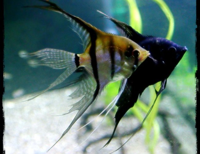 freshwater fish - pterophyllum sp. - black angel stocking in 90 gallons tank - AngelFish freshwater fish - pterophyllum sp. - black angel stocking in 90 gallons tank - AngelFish