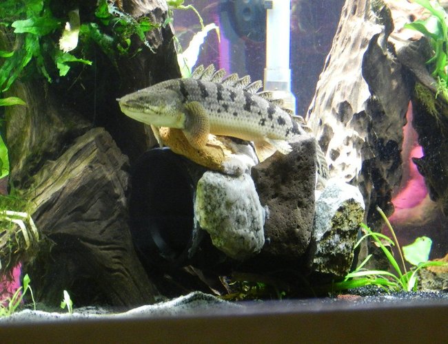 freshwater fish - polypterus delhezi - delhezi bichir stocking in 155 gallons tank - delhezi bichir freshwater fish - polypterus delhezi - delhezi bichir stocking in 155 gallons tank - delhezi bichir