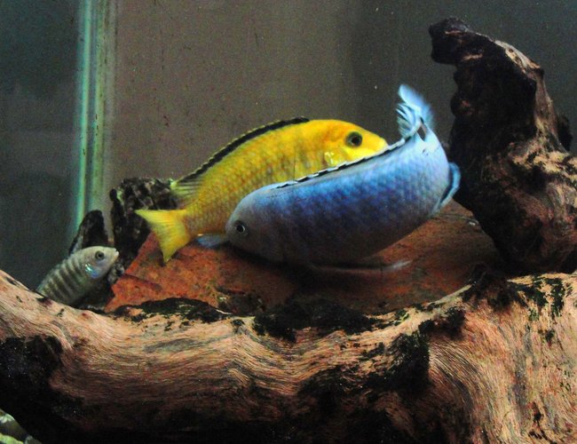 freshwater fish - labidochromis caeruleus - electric yellow cichlid stocking in 55 gallons tank - Spawning - Pindani freshwater fish - labidochromis caeruleus - electric yellow cichlid stocking in 55 gallons tank - Spawning - Pindani