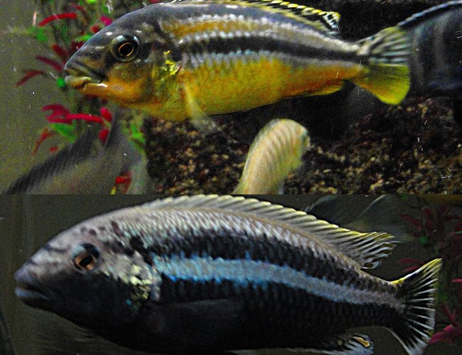 freshwater fish - melanochromis auratus - auratus cichlid stocking in 55 gallons tank - Auratus freshwater fish - melanochromis auratus - auratus cichlid stocking in 55 gallons tank - Auratus