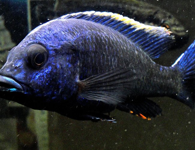 freshwater fish - aulonocara stuartgranti - flavescent peacock stocking in 55 gallons tank - Flavescent-Peacock-2---Aulonocara-stuartgranti freshwater fish - aulonocara stuartgranti - flavescent peacock stocking in 55 gallons tank - Flavescent-Peacock-2---Aulonocara-stuartgranti