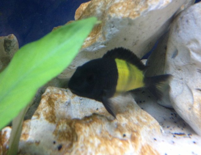 freshwater fish - tropheus moorii - moorii (kaiser ii) cichlid stocking in 58 gallons tank - My Tropheus freshwater fish - tropheus moorii - moorii (kaiser ii) cichlid stocking in 58 gallons tank - My Tropheus