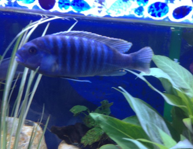 freshwater fish - pseudotropheus elongatus - elongate mbuna stocking in 58 gallons tank - What is he? freshwater fish - pseudotropheus elongatus - elongate mbuna stocking in 58 gallons tank - What is he?