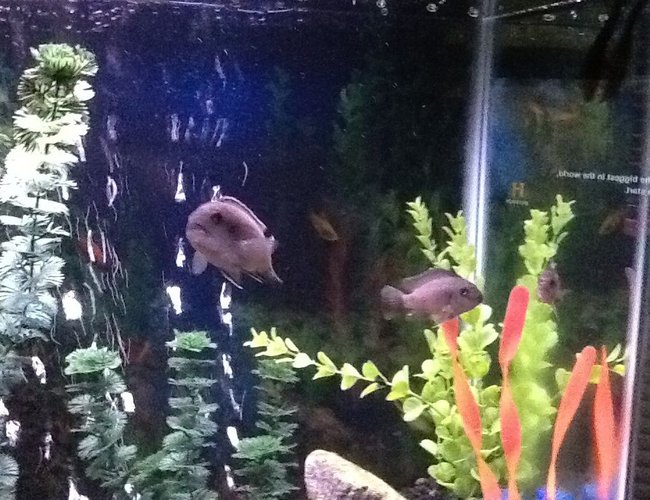 freshwater fish - maylandia callainos - blue cobalt cichlid stocking in 30 gallons tank freshwater fish - maylandia callainos - blue cobalt cichlid stocking in 30 gallons tank