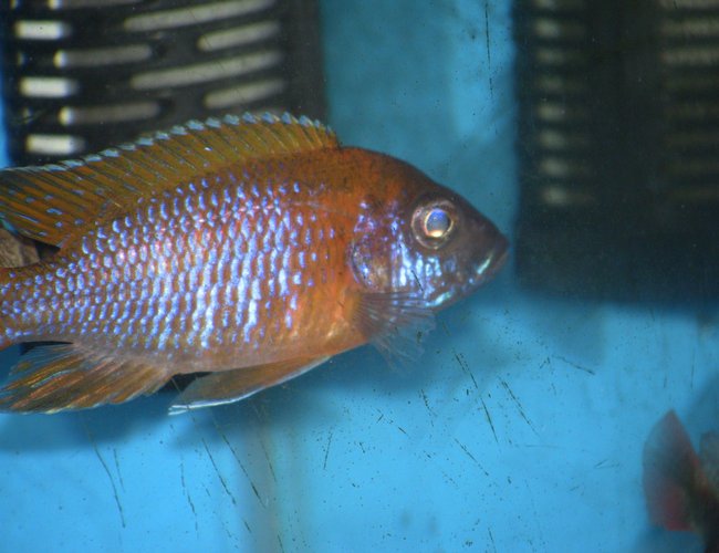 freshwater fish - aulonocara sp. - german red peacock stocking in 55 gallons tank - german red peacock freshwater fish - aulonocara sp. - german red peacock stocking in 55 gallons tank - german red peacock
