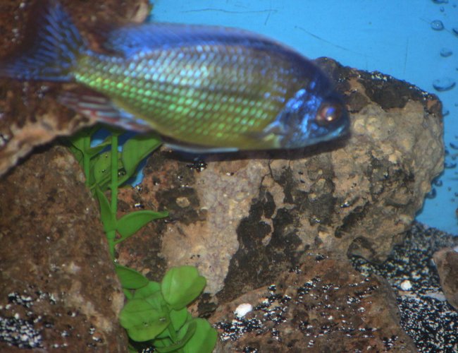 freshwater fish - protomelas steveni - taiwan reef stocking in 55 gallons tank - taiwan reef freshwater fish - protomelas steveni - taiwan reef stocking in 55 gallons tank - taiwan reef