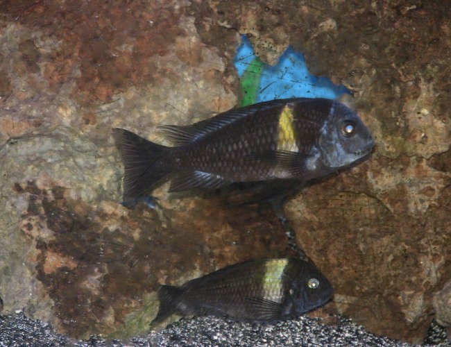 freshwater fish - tropheus moorii - moorii (kaiser ii) cichlid stocking in 55 gallons tank - male n female duboisi freshwater fish - tropheus moorii - moorii (kaiser ii) cichlid stocking in 55 gallons tank - male n female duboisi