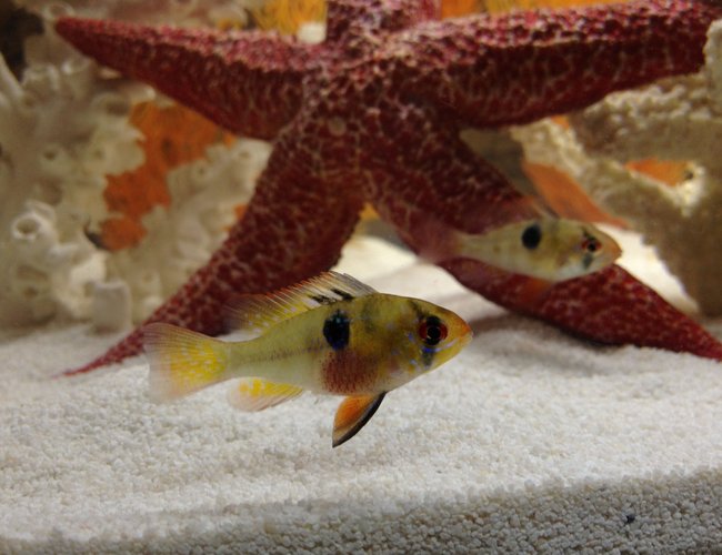 freshwater fish - papiliochromis ramirezi - german blue ram stocking in 20 gallons tank - My 2 blue rams freshwater fish - papiliochromis ramirezi - german blue ram stocking in 20 gallons tank - My 2 blue rams