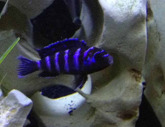 freshwater fish - pseudotropheus demasoni - demasoni cichlid stocking in 55 gallons tank - Demansoni freshwater fish - pseudotropheus demasoni - demasoni cichlid stocking in 55 gallons tank - Demansoni