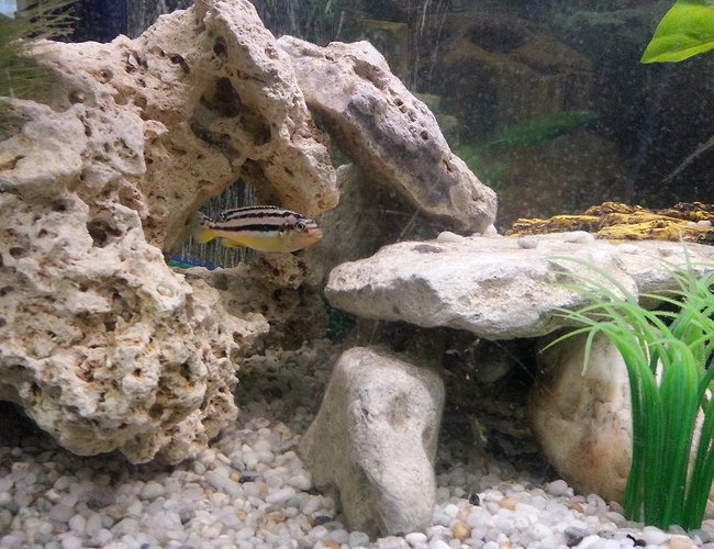 freshwater fish - melanochromis auratus - auratus cichlid stocking in 44 gallons tank - M.Auratus (young) freshwater fish - melanochromis auratus - auratus cichlid stocking in 44 gallons tank - M.Auratus (young)