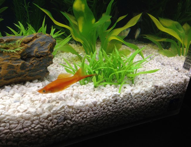 freshwater fish - xiphophorus helleri - swordtail stocking in 29 gallons tank - swordtail freshwater fish - xiphophorus helleri - swordtail stocking in 29 gallons tank - swordtail