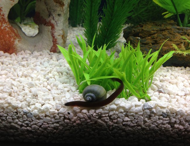 freshwater fish - pangio sp. - black kuhlii loach stocking in 29 gallons tank - kuhli loach freshwater fish - pangio sp. - black kuhlii loach stocking in 29 gallons tank - kuhli loach