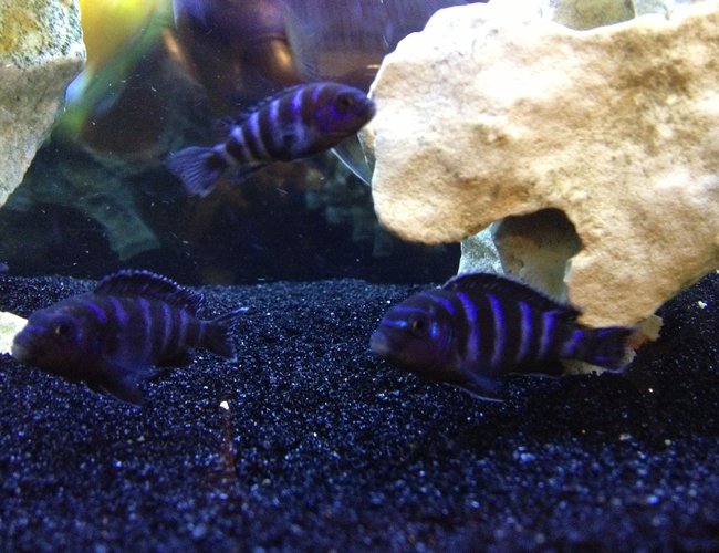 freshwater fish - pseudotropheus demasoni - demasoni cichlid stocking in 55 gallons tank - 3 of my 12 demansoni freshwater fish - pseudotropheus demasoni - demasoni cichlid stocking in 55 gallons tank - 3 of my 12 demansoni