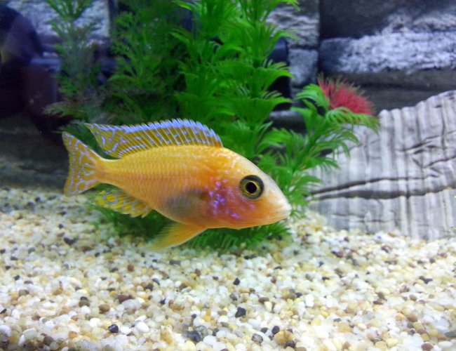freshwater fish - aulonocara sp. - strawberry peacock cichlid stocking in 55 gallons tank - Peacock Cichlid freshwater fish - aulonocara sp. - strawberry peacock cichlid stocking in 55 gallons tank - Peacock Cichlid