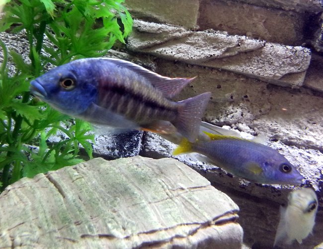 freshwater fish - pseudotropheus acei - acei cichlid stocking in 55 gallons tank - Red Empress Cichlid freshwater fish - pseudotropheus acei - acei cichlid stocking in 55 gallons tank - Red Empress Cichlid