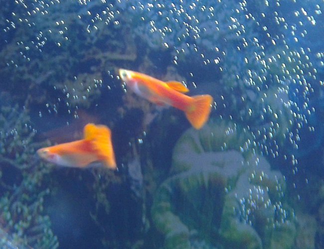 freshwater fish - poecilia reticulata - orange sunshine guppy stocking in 45 gallons tank - Guppies freshwater fish - poecilia reticulata - orange sunshine guppy stocking in 45 gallons tank - Guppies