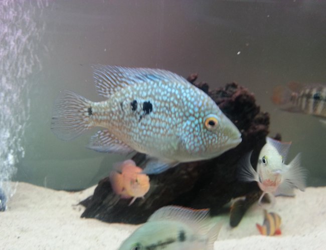 freshwater fish - herichthys carpinte - green texas cichlid stocking in 40 gallons tank - Texas ciclid freshwater fish - herichthys carpinte - green texas cichlid stocking in 40 gallons tank - Texas ciclid
