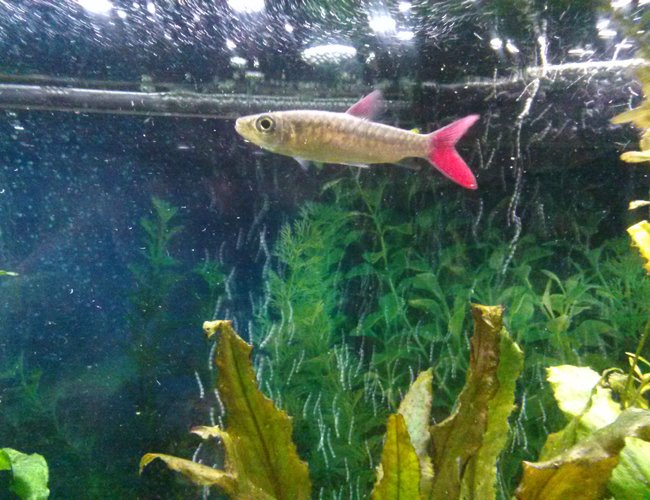 freshwater fish - chalceus macrolepidotus - pink tailed chalceus stocking in 75 gallons tank - Pink tail freshwater fish - chalceus macrolepidotus - pink tailed chalceus stocking in 75 gallons tank - Pink tail