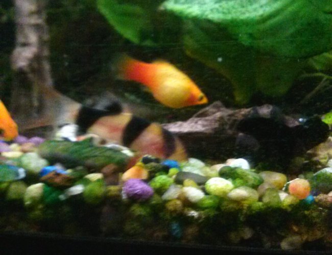 freshwater fish - xiphophorus maculatus - platy stocking in 75 gallons tank - Clown loach freshwater fish - xiphophorus maculatus - platy stocking in 75 gallons tank - Clown loach
