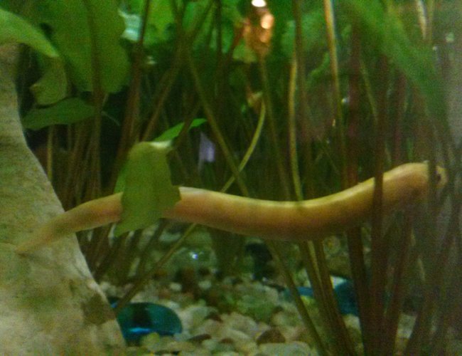 freshwater fish - misgurnus anguillicaudatus - dojo loach stocking in 75 gallons tank freshwater fish - misgurnus anguillicaudatus - dojo loach stocking in 75 gallons tank