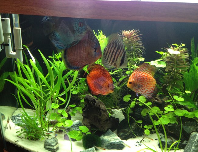 freshwater fish - symphysodon aequifasciata - green discus stocking in 49 gallons tank - My Fish freshwater fish - symphysodon aequifasciata - green discus stocking in 49 gallons tank - My Fish