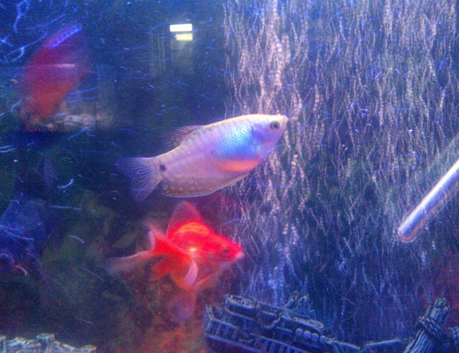 freshwater fish - 21 - blue gourami stocking in 65 gallons tank - her gouramis freshwater fish - 21 - blue gourami stocking in 65 gallons tank - her gouramis