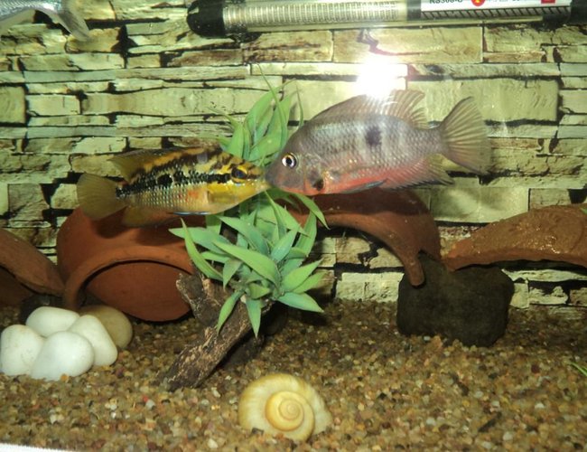 freshwater fish - thorichthys meeki - firemouth cichlid stocking in 75 gallons tank - Salvini & Firemouth.. head to head.. fighting freshwater fish - thorichthys meeki - firemouth cichlid stocking in 75 gallons tank - Salvini & Firemouth.. head to head.. fighting