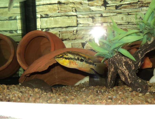 freshwater fish - nandopsis salvini - salvini cichlid stocking in 75 gallons tank - c freshwater fish - nandopsis salvini - salvini cichlid stocking in 75 gallons tank - c