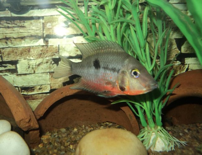 freshwater fish - thorichthys meeki - firemouth cichlid stocking in 75 gallons tank - Firemouth freshwater fish - thorichthys meeki - firemouth cichlid stocking in 75 gallons tank - Firemouth