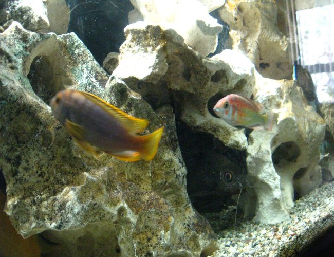 freshwater fish - iodotropheus sprengerae - rusty cichlid stocking in 55 gallons tank - Trio 5 freshwater fish - iodotropheus sprengerae - rusty cichlid stocking in 55 gallons tank - Trio 5