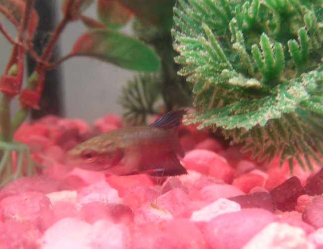 freshwater fish - pelvicachromis pulcher - kribensis cichlid stocking in 55 gallons tank freshwater fish - pelvicachromis pulcher - kribensis cichlid stocking in 55 gallons tank