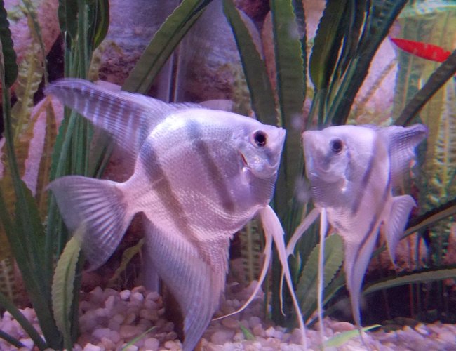 freshwater fish - pterophyllum sp. - blue angelfish stocking in 29 gallons tank - Andre and his reflection freshwater fish - pterophyllum sp. - blue angelfish stocking in 29 gallons tank - Andre and his reflection